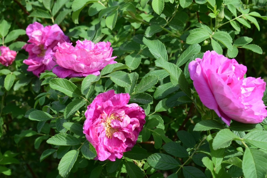 DSC_3633.JPG