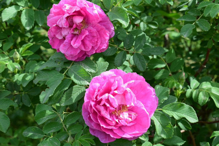 DSC_3634.JPG