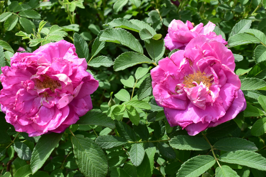 DSC_3636.JPG