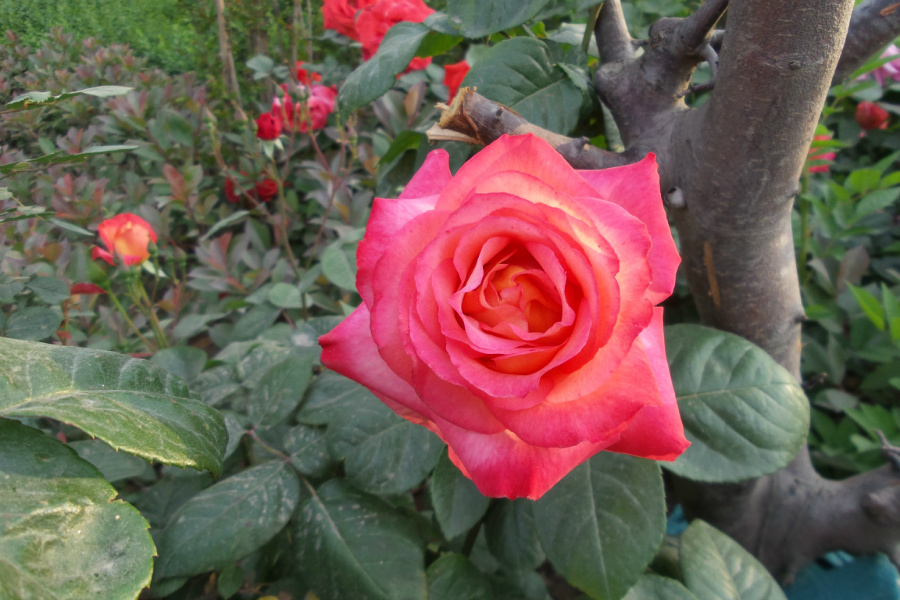 20170430_070535.jpg