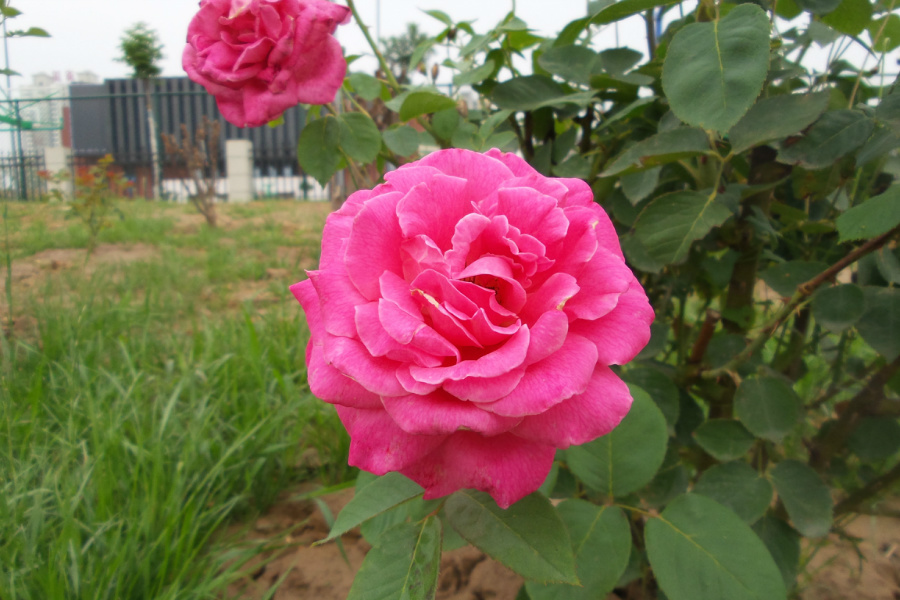 20170609_095129.jpg