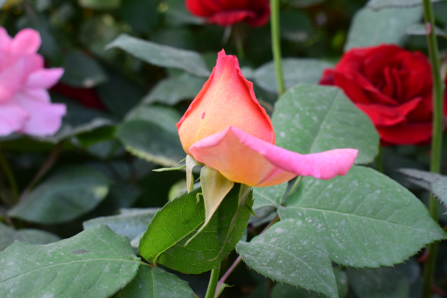 DSC_0114.jpg