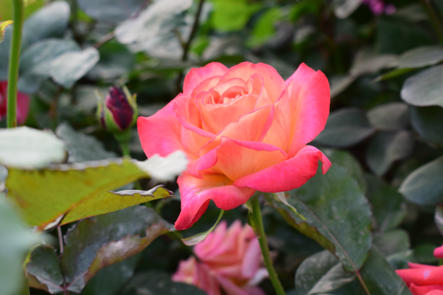 DSC_0161.jpg