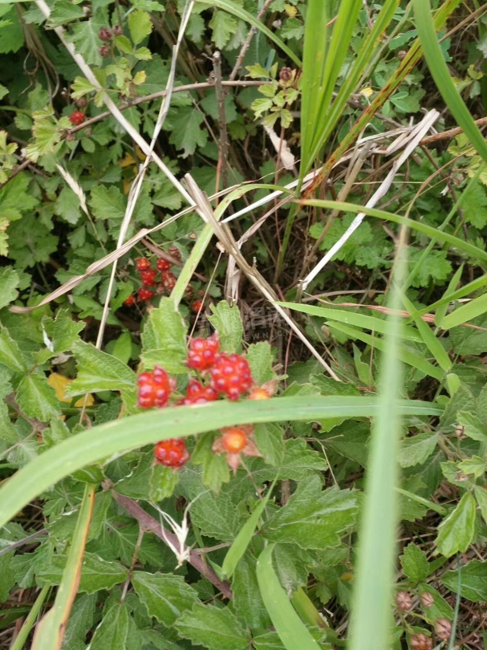 20180617_113637_1529166000748.jpg