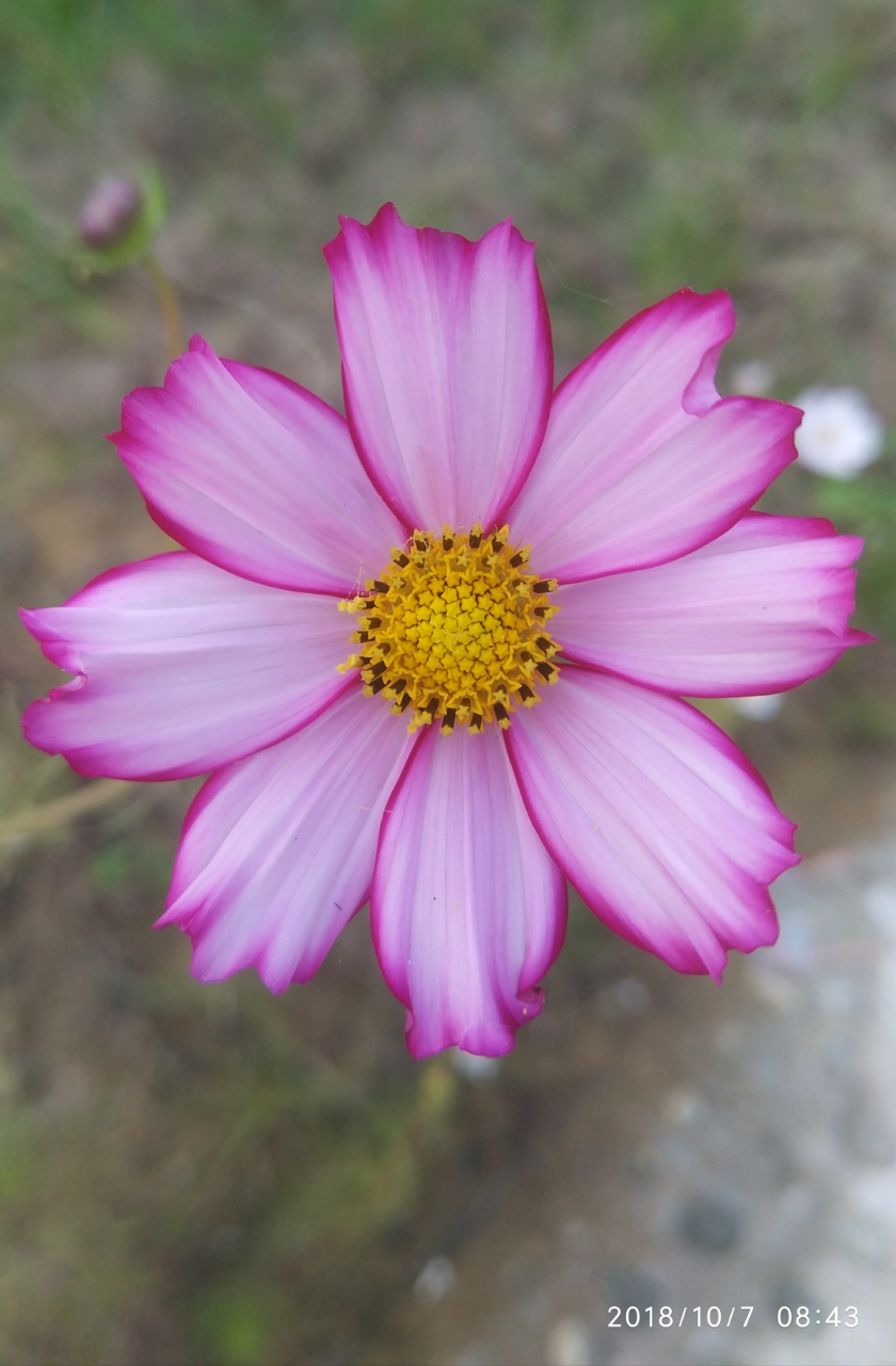 20181007_195627_1538888399092.jpg