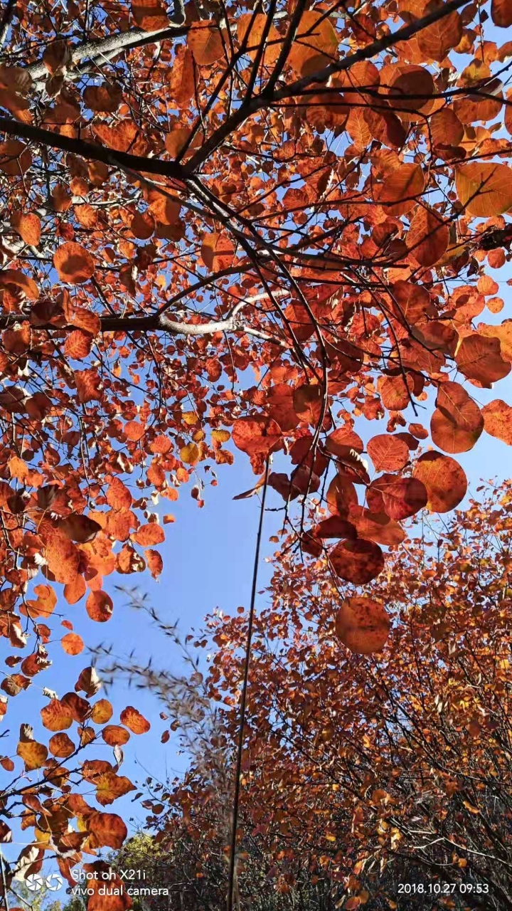20181030_222869_1540882690567.jpg