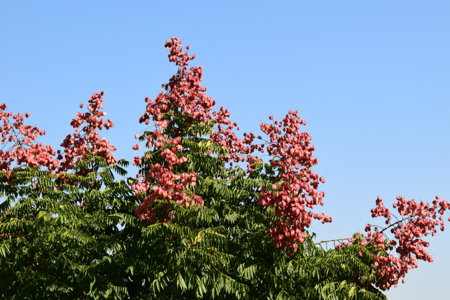 DSC_5681.jpg