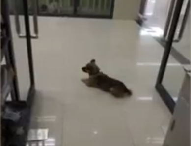 dog2.png