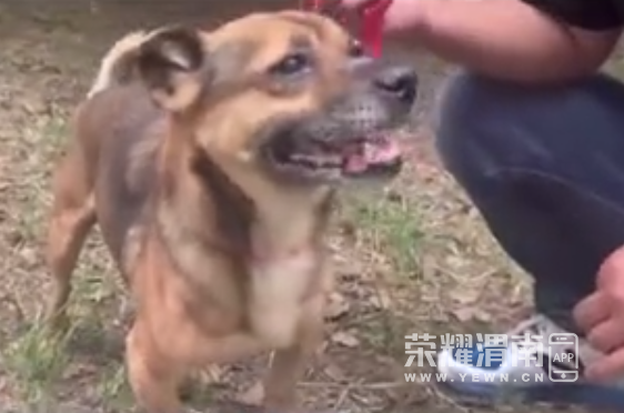 dog3.png