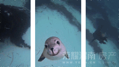 15941174255002198158.gif