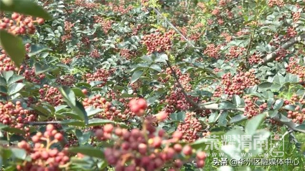 ΢��ͼƬ_20200829095340.jpg