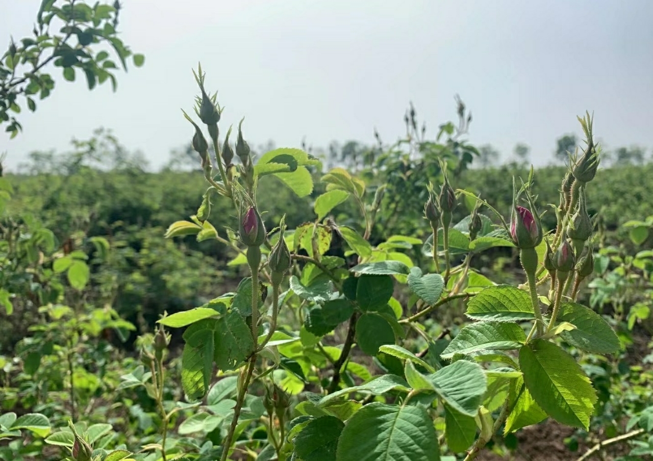 五一賞花,就來合陽賞大馬士革玫瑰!這裡玫瑰園的玫瑰正在含苞待放