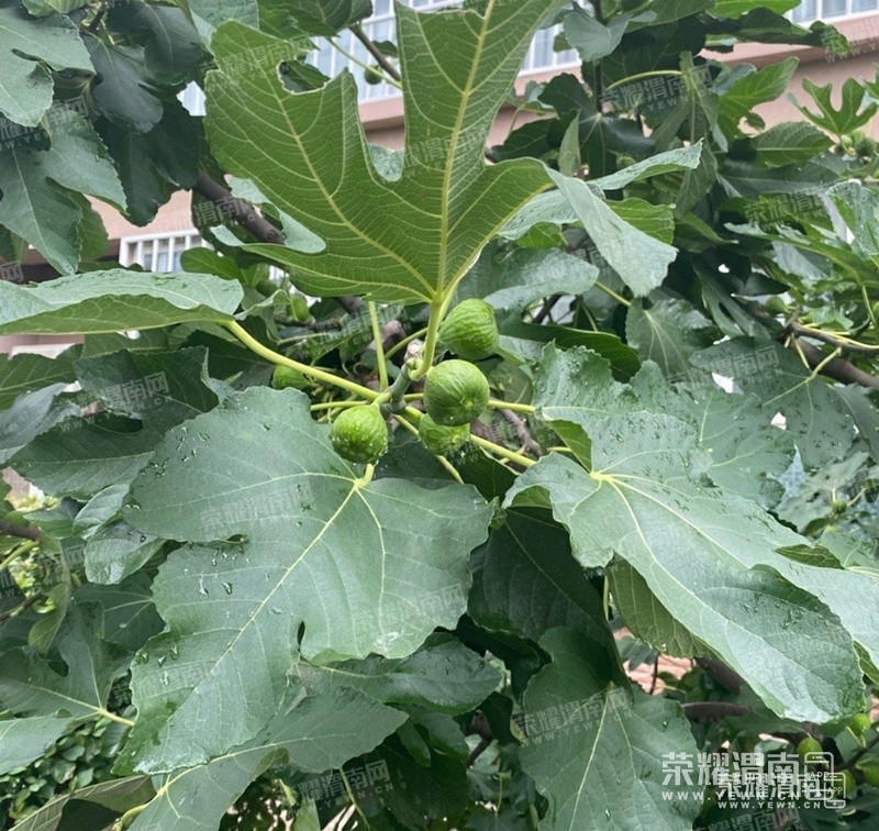 雨後的無花果樹一片翠綠,耀友們你們那裡無花果樹多不多?