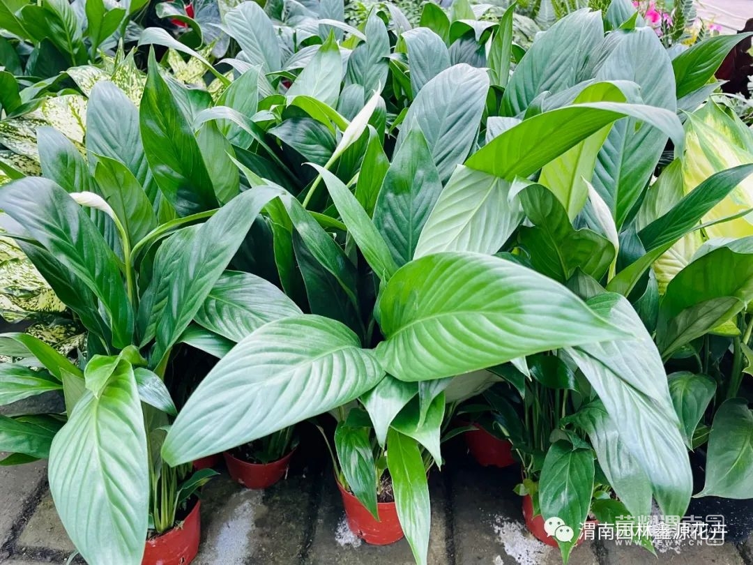 172437gqp1l1je3cpd38pc.jpeg