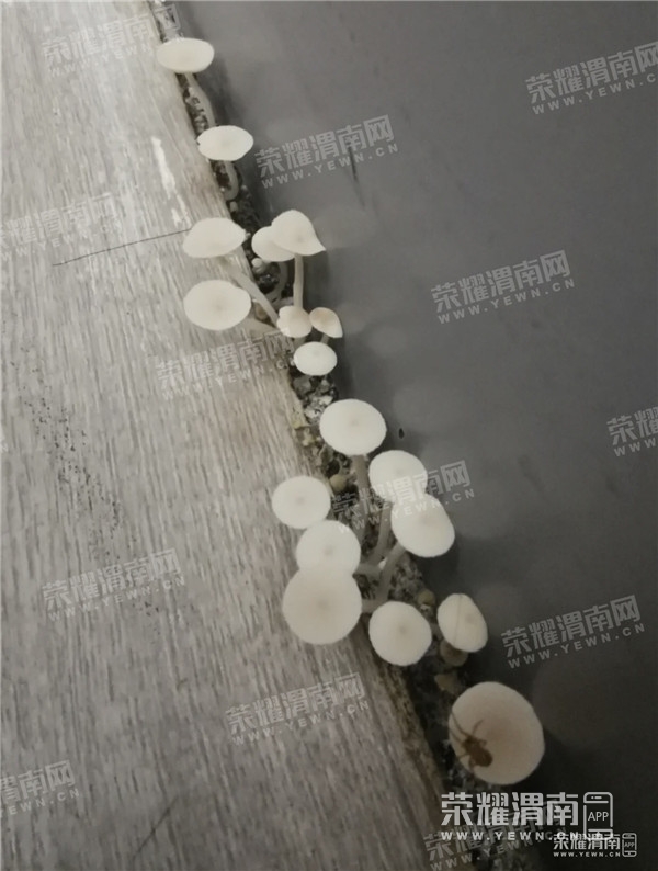 171856jjwprjlmhyuxxm7l.jpg