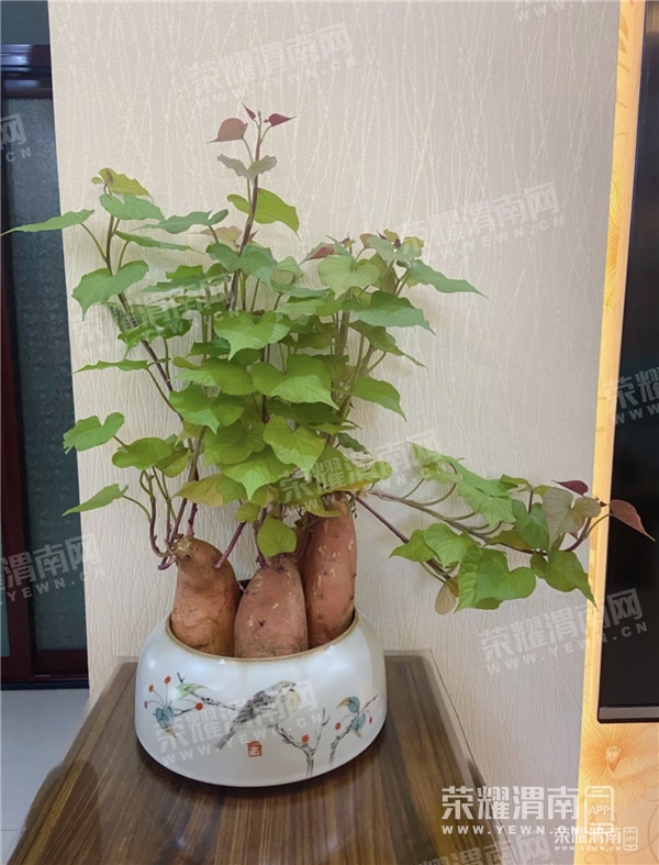 161842xthvh6zmgl2hggfi_����.jpg