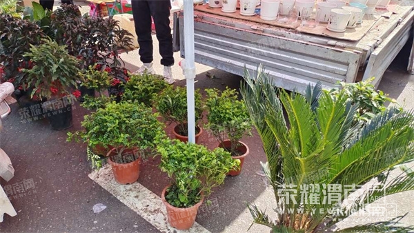 123233lztl1p41w319pdpy.jpg