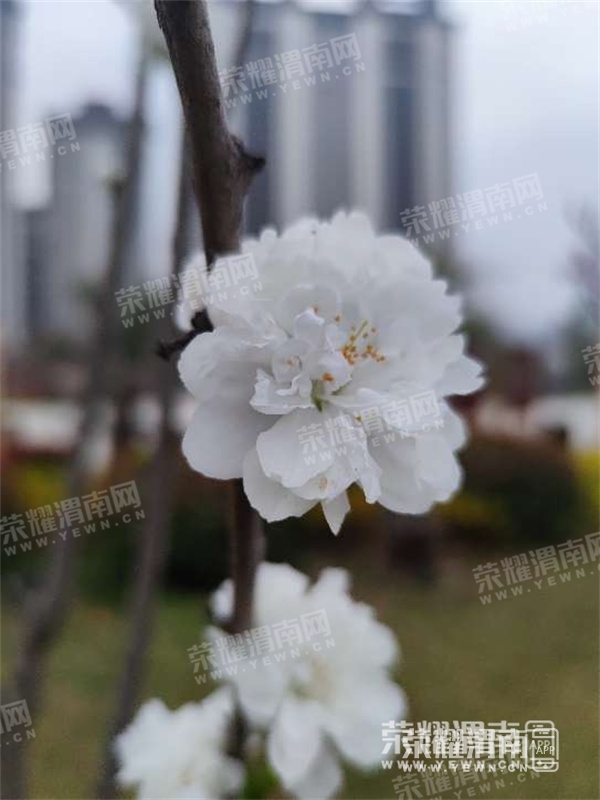 094102cdbfeswaxbcmysbs.jpg