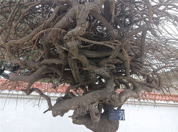 113240qziamh3zqiurlbqr.jpg