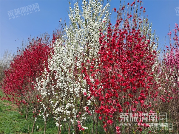 164811hvmvlct5jplf355p.jpg