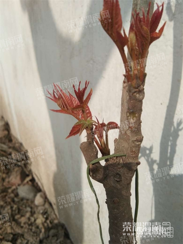 084536iwbmpwe8ee0zbpkw.jpg