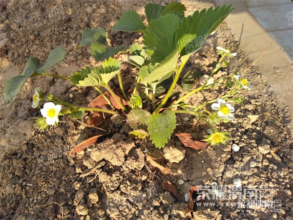 105026uaclbrhbqsqstldh.jpg