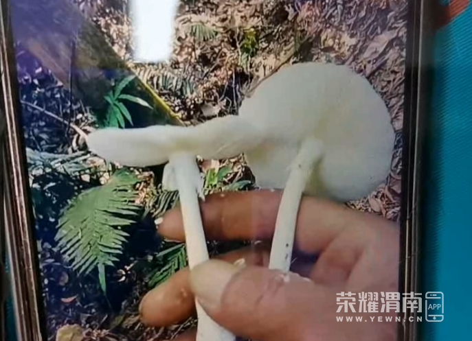 105257uilfllvphicohtfp.png