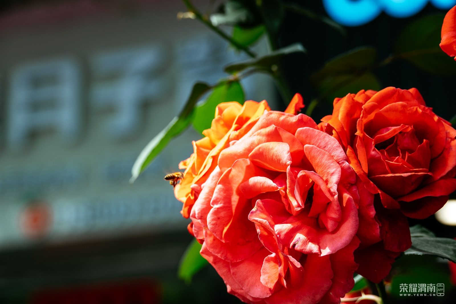 _ZFD7195.jpg