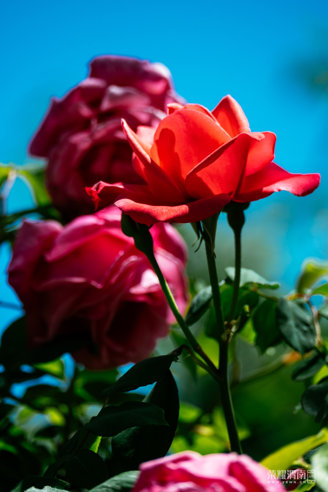 _ZFD8339.jpg