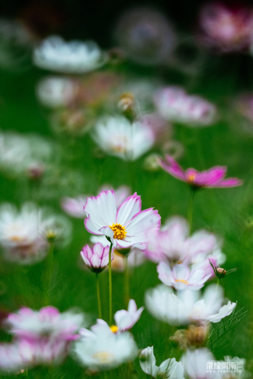 _Z5C9390.jpg