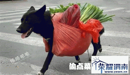 201001312133551464[1].gif